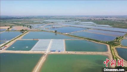 天津市北辰区6.5亿尾南美白对虾苗开始出苗 直供3万余亩养殖水面