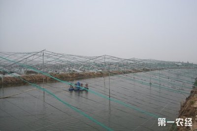 8月份江苏省水产养殖病害预测和防控措施 - 动物医学 - 第一农经网