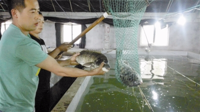 水产新贵黑鲷尝试规模化养殖 有望批量"游"上市民餐桌