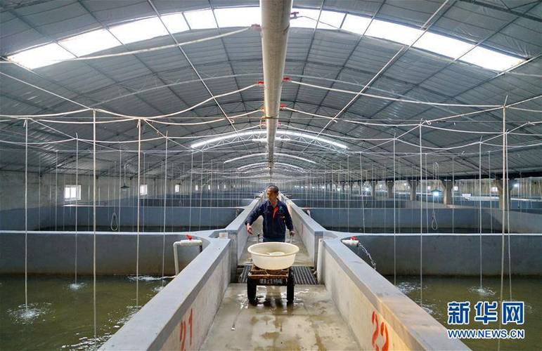河北滦南:工厂化水产养殖助增收