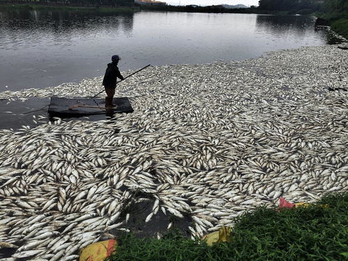 惠州 92亩鱼塘一夜死20万斤鱼 老板损失百万元