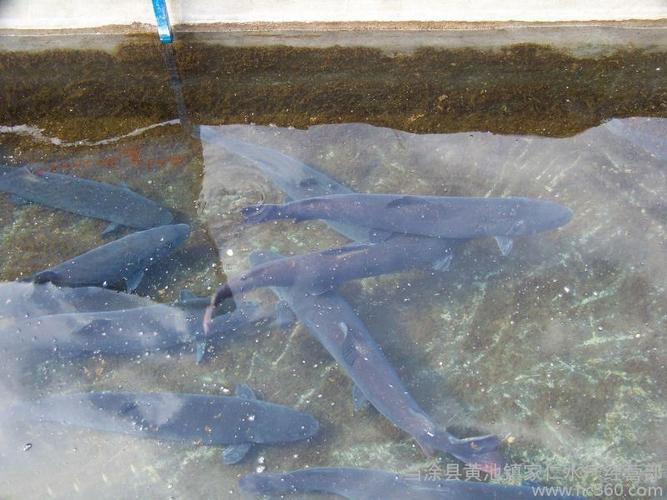  养殖 海水鱼类 鲈鱼 > 供应水产品批发