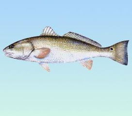 美国红鱼,海水养殖鱼生产供应商 水产品及制品
